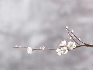 琉璃梅花花飾課程