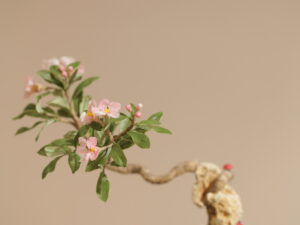 李式櫻桃花禮課程