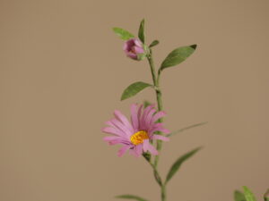 小雛菊花禮課程