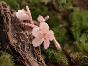 櫻語晨曦 Heart of Spring