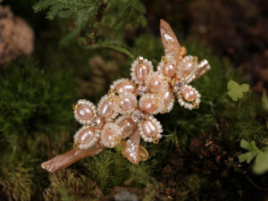 桂香流光 Osmanthus  Whisper