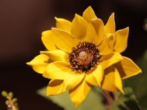 向日葵花禮課程