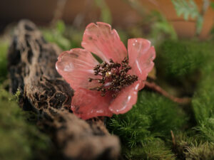 火綻南紅 Flame Blossom