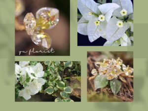 水晶九重葛材料包