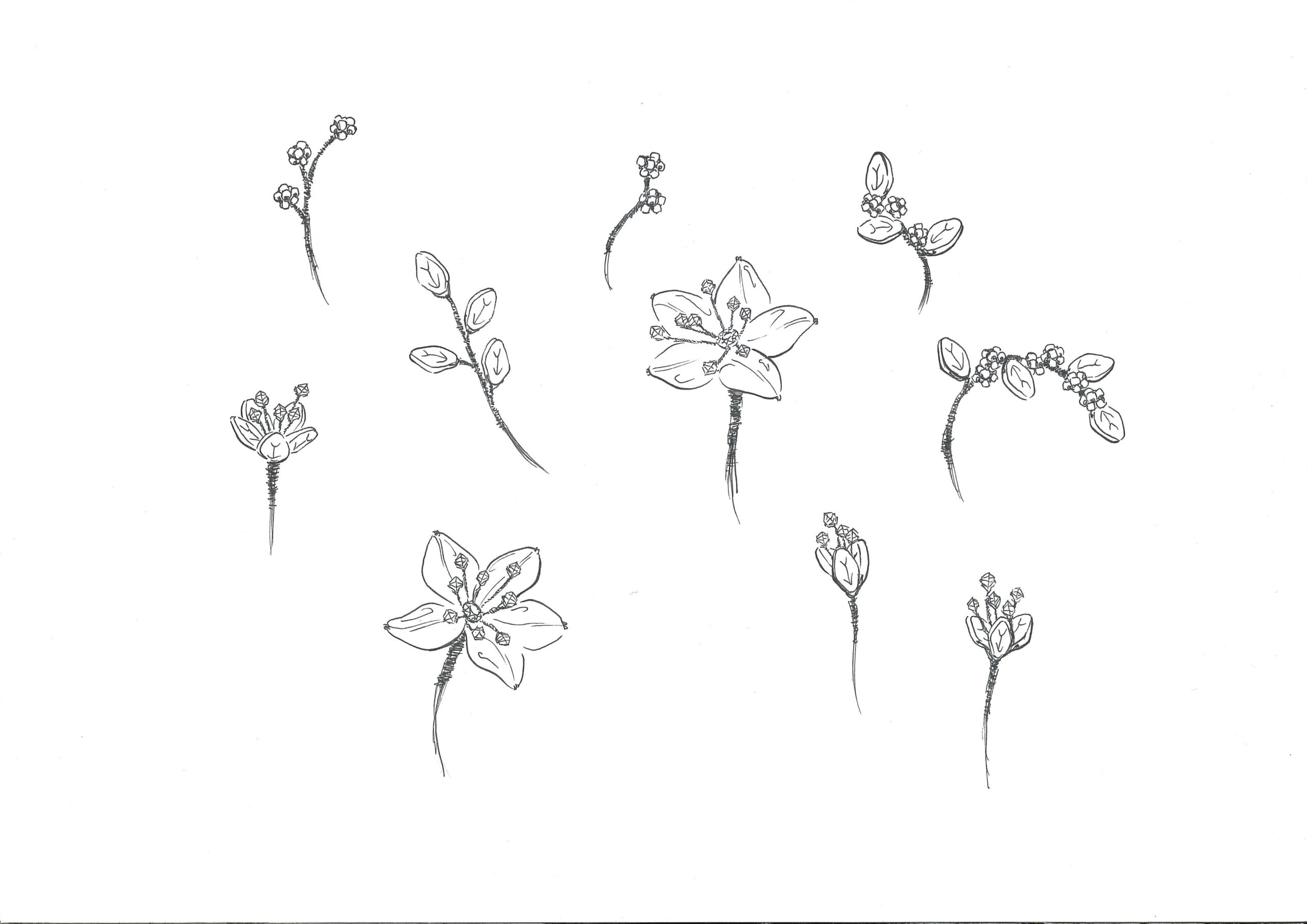 水晶山櫻花飾課程:圖片 4